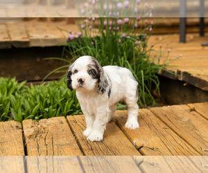 Cocker Spaniel Puppy for sale in NAPPANEE, IN, USA