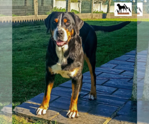 Mother of the Greater Swiss Mountain Dog puppies born on 01/09/2023