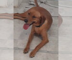 Small Photo #2 Labrador Retriever-Unknown Mix Puppy For Sale in Oakhurst, NJ, USA