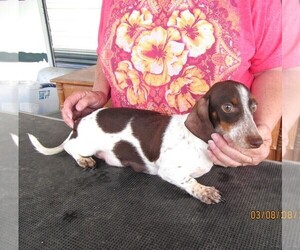 Mother of the Dachshund puppies born on 03/24/2025