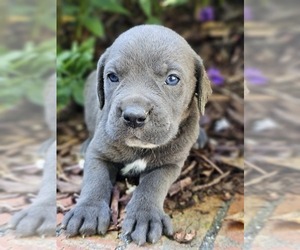 Cane Corso Puppy for sale in BIRMINGHAM, AL, USA