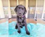 Small Photo #6 Labrador Retriever Puppy For Sale in MURRIETA, CA, USA