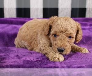 Goldendoodle (Miniature) Puppy for sale in BLOOMINGTON, IN, USA