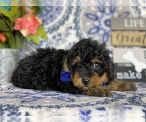 YorkiePoo Puppy for sale in LANCASTER, PA, USA