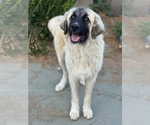 Caucasian Shepherd Dog Puppy for Sale in CITY RANCH, California USA