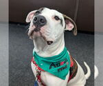 Small #1 American Pit Bull Terrier Mix