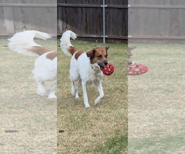 Medium Photo #2 Great Pyrenees-Unknown Mix Puppy For Sale in Dallas, TX, USA