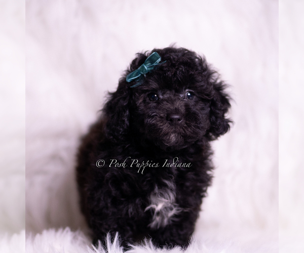 Medium Photo #102 Poodle (Miniature) Puppy For Sale in WARSAW, IN, USA