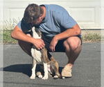 Small #5 Labrador Retriever Mix