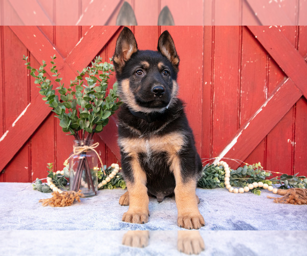 Medium Photo #2 German Shepherd Dog Puppy For Sale in PARKESBURG, PA, USA