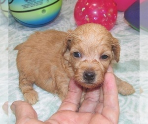 Wapoo Puppy for sale in RATTAN, OK, USA