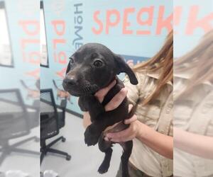 Mutt Dogs for adoption in Temple, TX, USA
