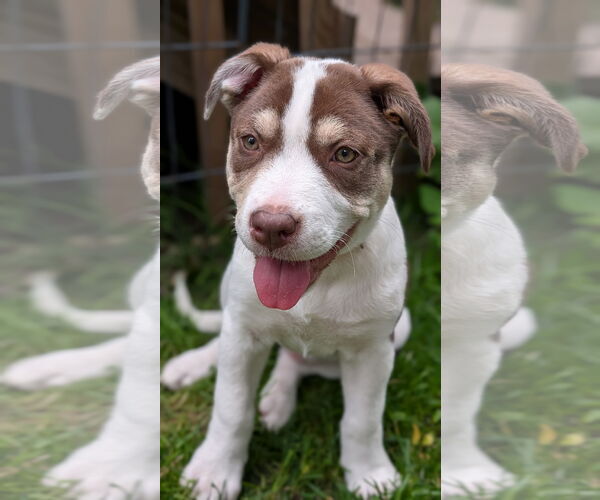 Medium Photo #2 Staffordshire Bull Terrier-Unknown Mix Puppy For Sale in Brooklyn Center, MN, USA