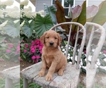 Small Photo #53 Golden Retriever Puppy For Sale in GREENWOOD, WI, USA