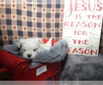 Small Photo #4 Maltese Puppy For Sale in MOMEYER, NC, USA