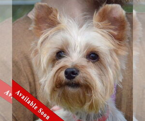 Mutt Dogs for adoption in Huntley, IL, USA