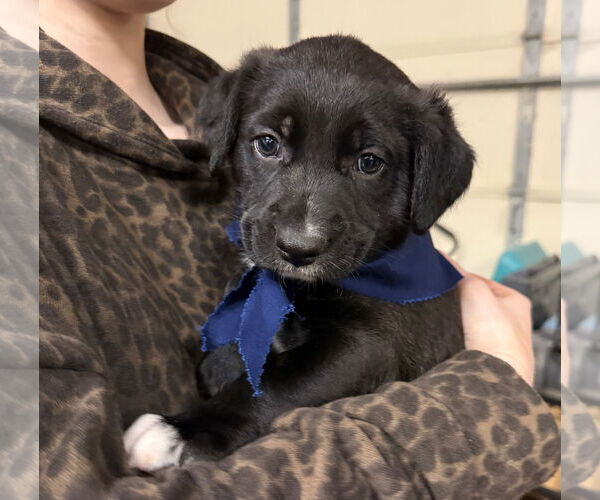 Medium Photo #2 Labrador Retriever-Unknown Mix Puppy For Sale in GILBERTS, IL, USA