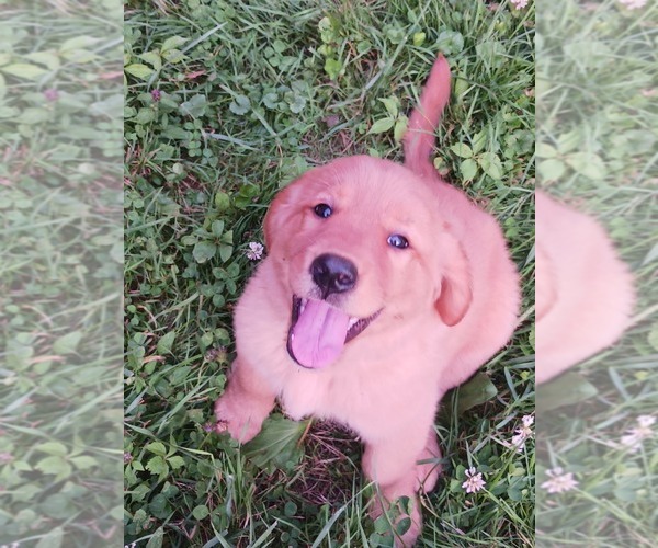 Medium Photo #7 Golden Retriever Puppy For Sale in EAST SPARTA, OH, USA