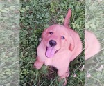 Small #6 Golden Retriever