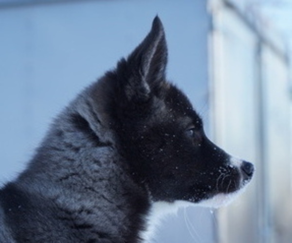 Medium Photo #2 Siberian Husky Puppy For Sale in FORT PLAIN, NY, USA
