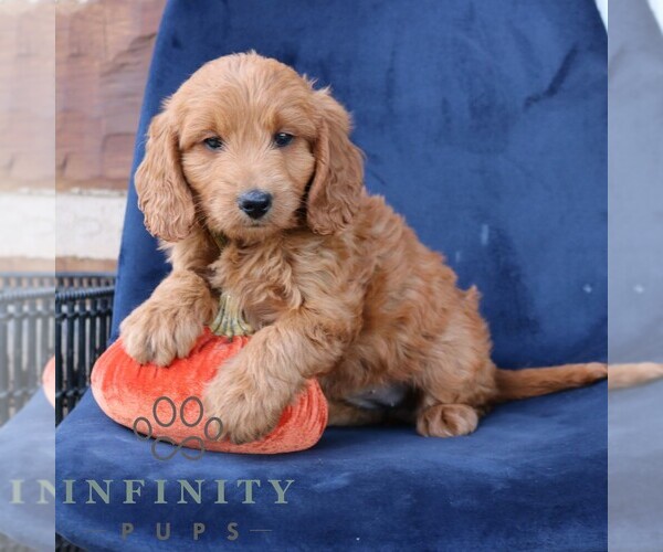 Medium Photo #2 Goldendoodle (Miniature) Puppy For Sale in NARVON, PA, USA