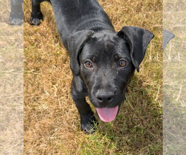 Medium Photo #1 Mutt Puppy For Sale in Bellevue, WA, USA