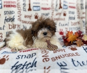 Shih-Poo Puppy for sale in LAKELAND, FL, USA