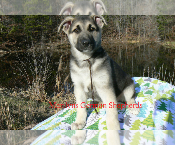 Medium Photo #3 German Shepherd Dog Puppy For Sale in PIEDMONT, MO, USA