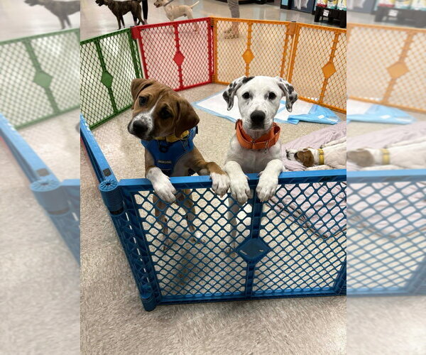 Medium Photo #20 Mutt Puppy For Sale in Wenonah, NJ, USA