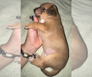 Beagle-Shiba Inu Mix Puppy for sale in TWO RIVERS, WI, USA