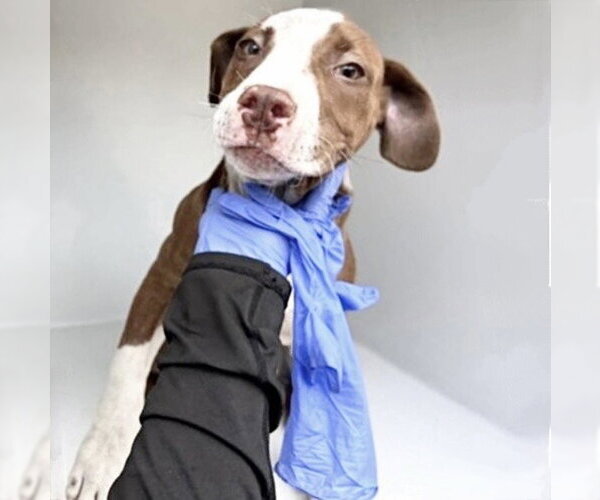 Medium Photo #1 Mutt Puppy For Sale in Houston, TX, USA