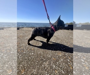 Mother of the French Bulldog puppies born on 12/18/2025