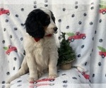 Small Photo #2 Bernese Mountain Dog Puppy For Sale in CEDAR LANE, PA, USA