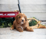 Small #1 Goldendoodle (Miniature)