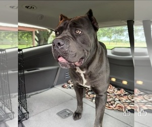 Mother of the Cane Corso puppies born on 05/01/2026