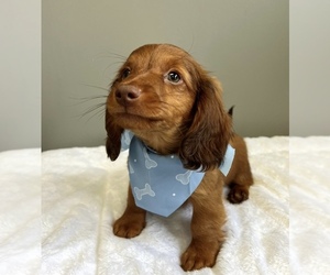 Dachshund Puppy for sale in VALPARAISO, IN, USA