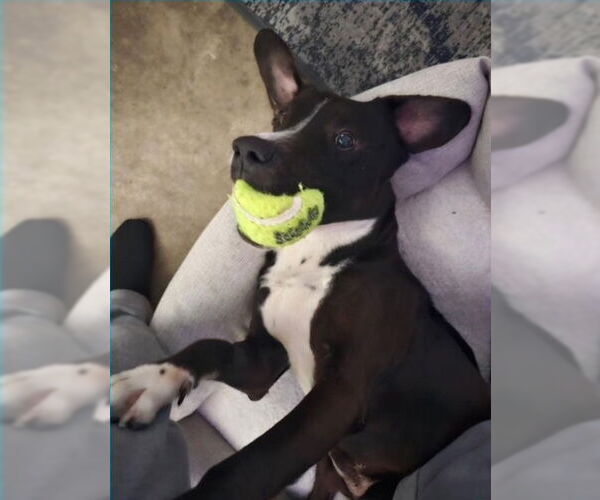 Medium Photo #1 Lab-Pointer Puppy For Sale in San Juan Capistrano, CA, USA