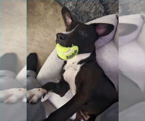 Lab-Pointer Dogs for adoption in San Juan Capistrano, CA, USA