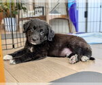 Small #2 Labrador Retriever Mix