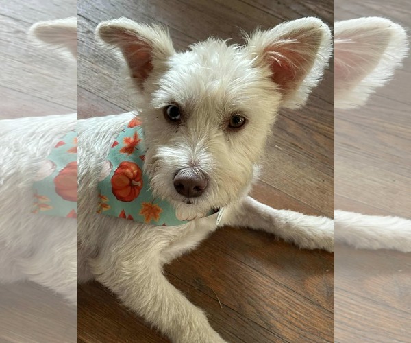 Medium Photo #1 Mutt Puppy For Sale in Princeton, MN, USA