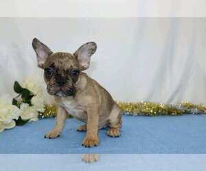 French Bulldog Puppy for sale in FREDERICKSBG, OH, USA