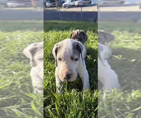 Medium Photo #5 Great Dane Puppy For Sale in PITTSBURG, CA, USA