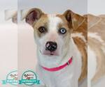 Small Photo #7 Mutt Puppy For Sale in Kennesaw, GA, USA