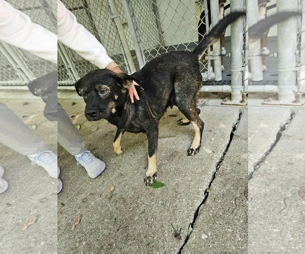 Medium Photo #2 Beagle-Unknown Mix Puppy For Sale in Frenchburg, KY, USA