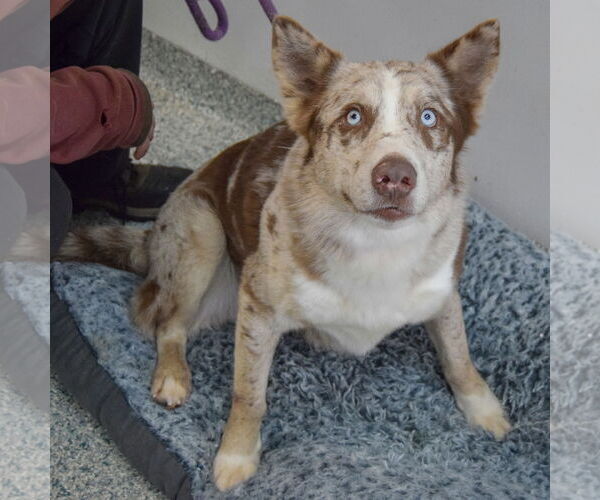 Medium Photo #4 Australian Shepherd-Catahoula Leopard Dog Mix Puppy For Sale in Huntley, IL, USA