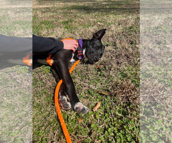 Medium Photo #4 Australian Kelpie-Unknown Mix Puppy For Sale in Rockaway, NJ, USA