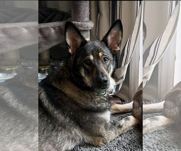 Medium Photo #2 German Shepherd Dog Puppy For Sale in New Hill, NC, USA