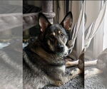 Small #1 German Shepherd Dog