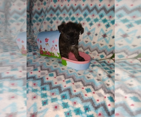 Medium Photo #11 Poodle (Toy) Puppy For Sale in LAPEER, MI, USA
