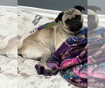 Small Photo #4 Pug-Unknown Mix Puppy For Sale in Corona, CA, USA